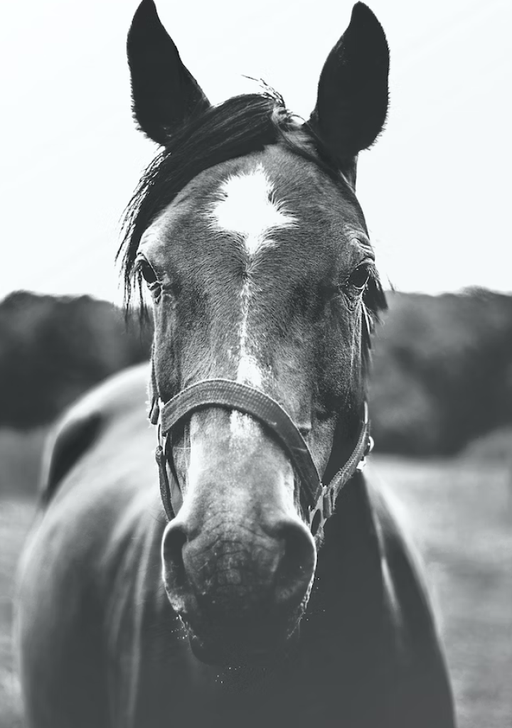 LittleHorse